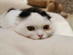 -momokira米努特·德文卷毛猫·棉花面纱犬