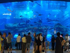 -迪拜水族馆及水下动物园