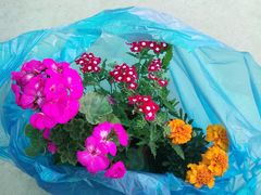 -龙大花卉苗木市场