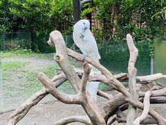 -上海野生动物园