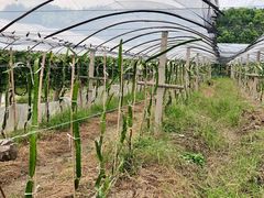 -马陆小张葡萄园农家乐