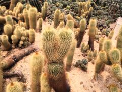 -深圳仙湖植物园