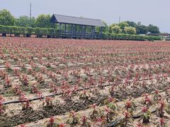 -广东花都香草世界旅游度假区