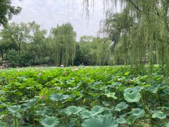 -莲湖公园
