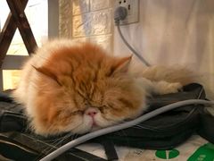 -Cappucimeow猫咪咖啡馆(韦伯时代店)