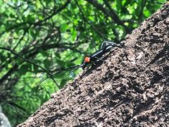-阳台山自然风景区