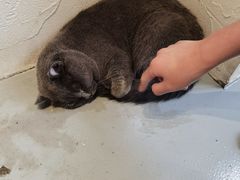 -猫友咖啡店(玉林西路店)