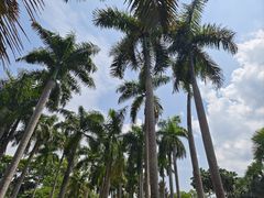 -中国科学院西双版纳热带植物园