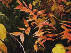 -白塘生态植物园