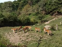 -沈阳森林动物园