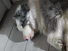 -宠福鑫康馨动物医院·骨科·眼科
