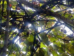 -武陵山森林公园