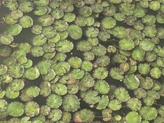 -九里湖国家湿地公园