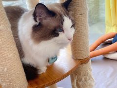 -猫在这儿猫咪咖啡馆·撸猫馆