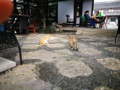 -常熟方塔园