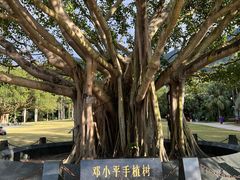-深圳仙湖植物园
