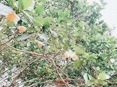 -雨花胜境