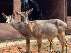 -西安秦岭野生动物园