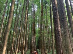 -武陵山森林公园