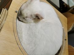 -飞行喵MR PILOT|猫舍·猫咖(静安大融城店)