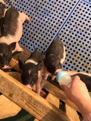 -萌宠亲子动物乐园(槐房万达店)