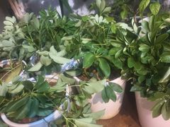 -茶油香·闽南菜(前埔店)