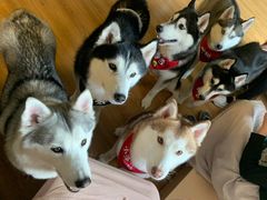 -Husky Go! 哈士奇体验馆·宠物咖啡厅狗咖