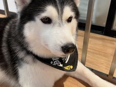 -Husky Go! 哈士奇体验馆·宠物咖啡厅狗咖