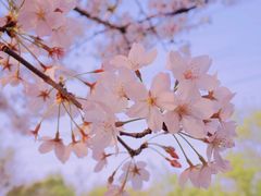 -高东镇樱花园