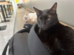 -喵园·猫主题咖啡厅·撸猫·猫咖(国贸店)