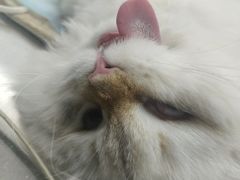 -关爱宠物医院·猫科中心·消化科(滨湖万达分院)