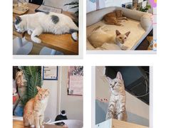 -Cappucimeow猫咪咖啡馆(韦伯时代店)