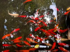 -野蔓果·山野菜(西湖景区·龙井茶田店)