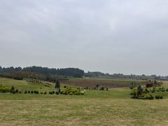 -空港花田景区