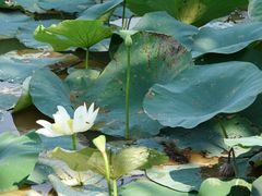 校园-华南师范大学(广州大学城校区)