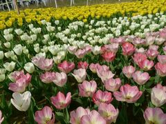 -瑶湖郊野森林公园