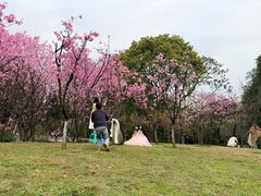 -南山植物园