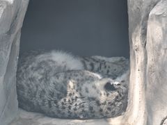 -青藏高原野生动物园