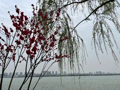 -无锡蠡湖国家湿地公园-蠡园