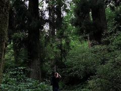 -天目山大树王景区