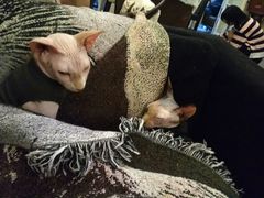 -猫色咖啡·猫咖