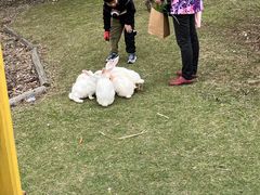 -田园东方蜜桃村的田野营地