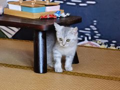 -泰国佛·塔罗·泰牌狐仙古曼