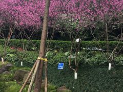 -重庆彩云湖湿地公园