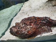 -太平洋海底世界