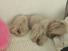 -安安宠医宠物医院·异宠·犬猫内科(岳阳分院)