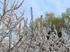 -桃花堤公园