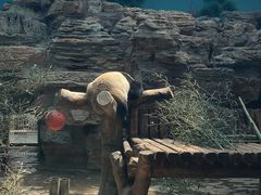 -石家庄市动物园