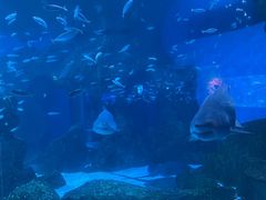 -海合安成都极地海洋公园