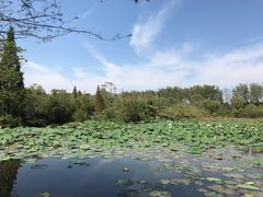 -溱湖国家湿地公园